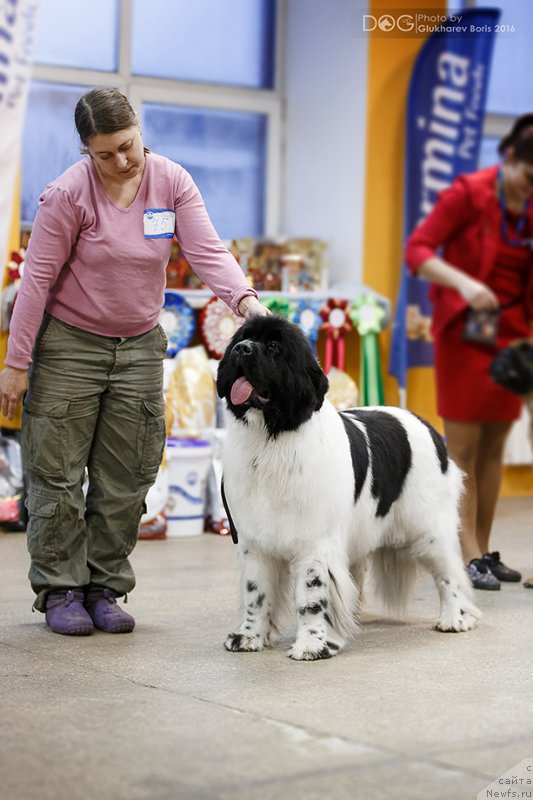 Фотография № 217319