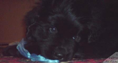 Фото: ньюфаундленд Колдовская Любовь