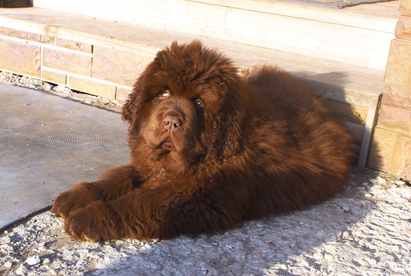 Фото: ньюфаундленд Браунблад МСК Аназер Лав Тендер Эбони (Brownblood MSK Another Love Tender Ebony)