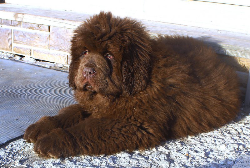 Фото: ньюфаундленд Браунблад МСК Аназер Лав Тендер Эбони (Brownblood MSK Another Love Tender Ebony)