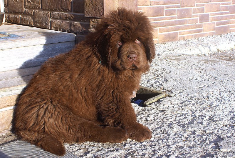 Фото: ньюфаундленд Браунблад МСК Аназер Лав Тендер Эбони (Brownblood MSK Another Love Tender Ebony)