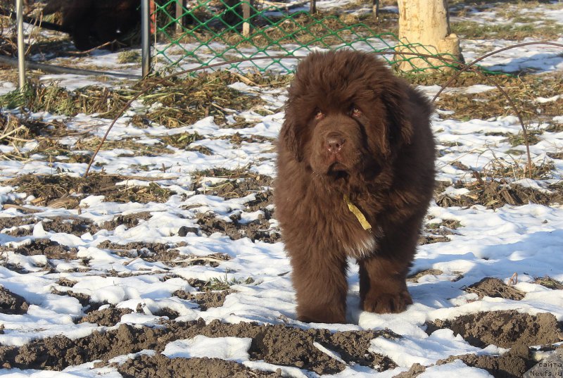 Фото: ньюфаундленд Браунблад МСК Альфа-Ромео Голд Бадди (Brownblood MSK Alfa-Romeo Gold Baddy)