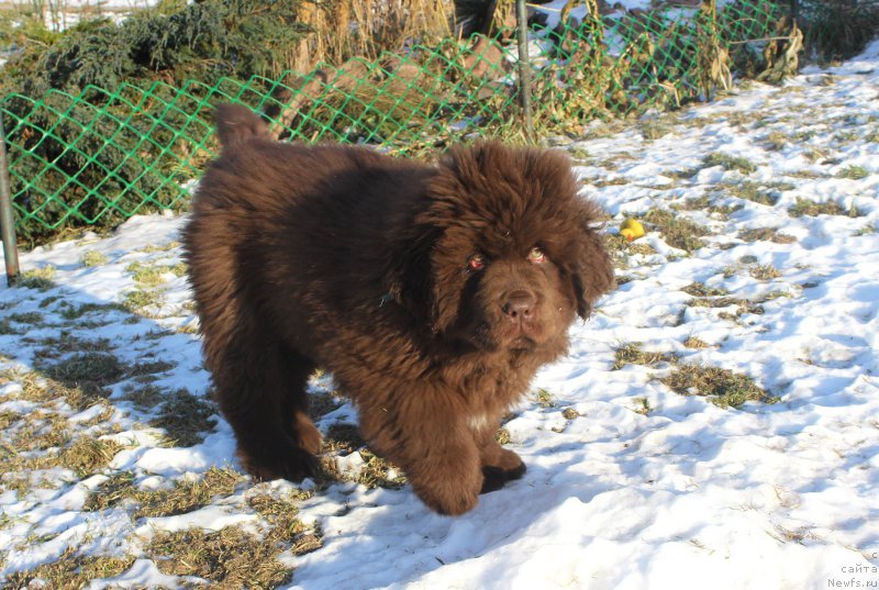 Фото: ньюфаундленд Браунблад МСК Аназер Лав Тендер Эбони (Brownblood MSK Another Love Tender Ebony)