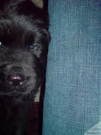 Фото: ньюфаундленд Колдовская Любовь