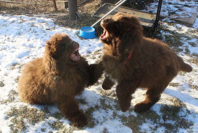 Фото: ньюфаундленд Браунблад МСК Аназер Лав Тендер Эбони (Brownblood MSK Another Love Tender Ebony), ньюфаундленд Браунблад МСК Ауди Рэд Лэсс (Brownblood MSK Audi Red Less)