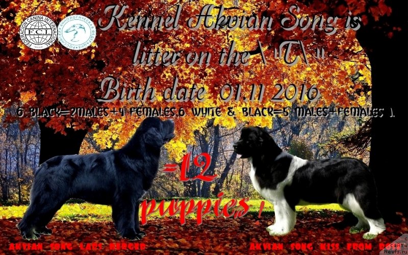 Фото: ньюфаундленд Аквиан Сонг Ларс Бергер (Akvian Song Lars Berger), ньюфаундленд Аквиан Сонг Кисс Фром Роуз (Akvian Song Kiss from Rouz)