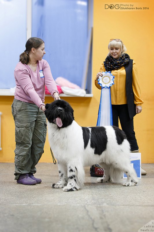 Фото: ньюфаундленд Супер Бизон Малина