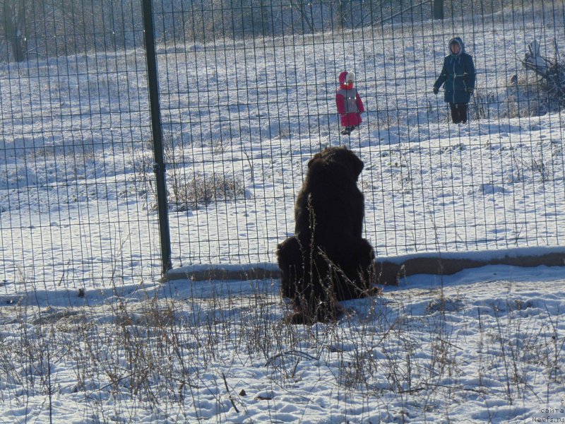 Фото: ньюфаундленд Shelest Sauri Bolshoj Malysh