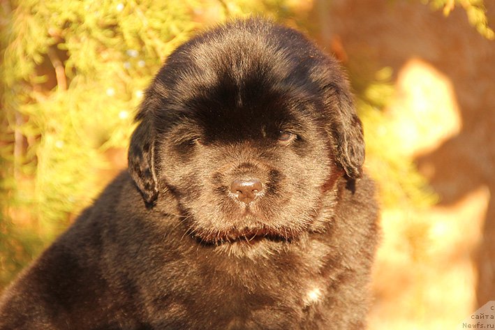 Фотография № 217344