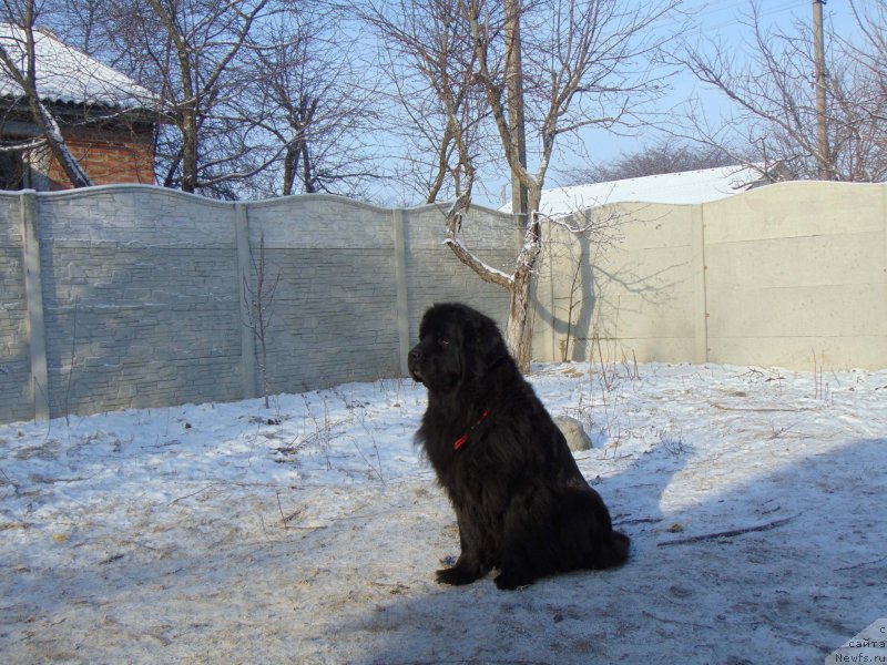 Фото: ньюфаундленд Velyke Malyatko Zmina Stylyu