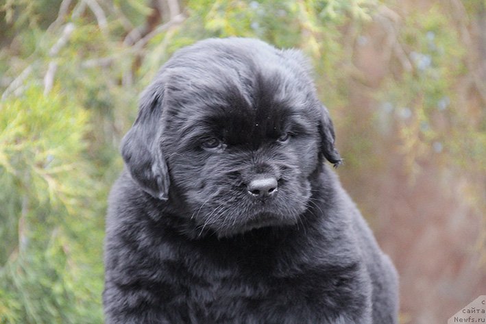 Фотография № 217347