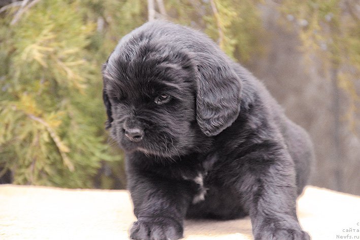 Фотография № 217348