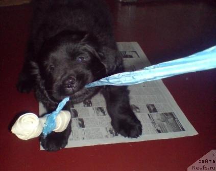 Фото: ньюфаундленд Колдовская Любовь