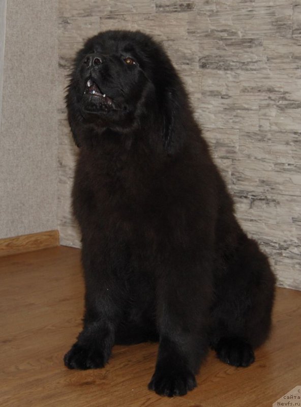 Фото: ньюфаундленд Адель из Замка Мелвин (Adel iz Zamka Melvin)