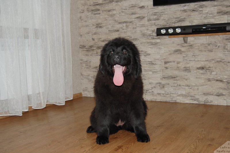 Фото: ньюфаундленд Адель из Замка Мелвин (Adel iz Zamka Melvin)