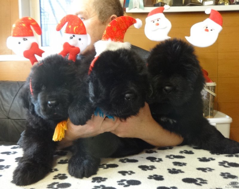 Фото: ньюфаундленд Дак Прайд Валентино (Dark Pride Valentino)