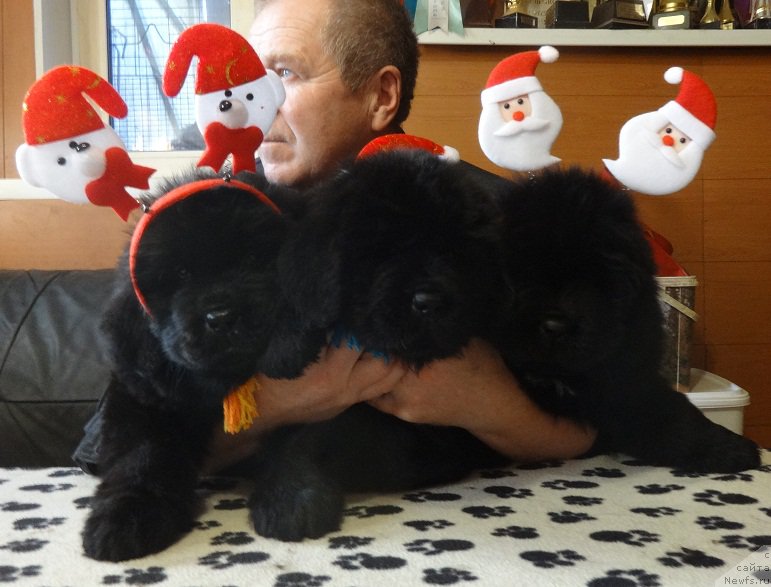 Фото: ньюфаундленд Дак Прайд Валентино (Dark Pride Valentino)