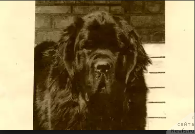 Фото: ньюфаундленд Topmast's Lucas