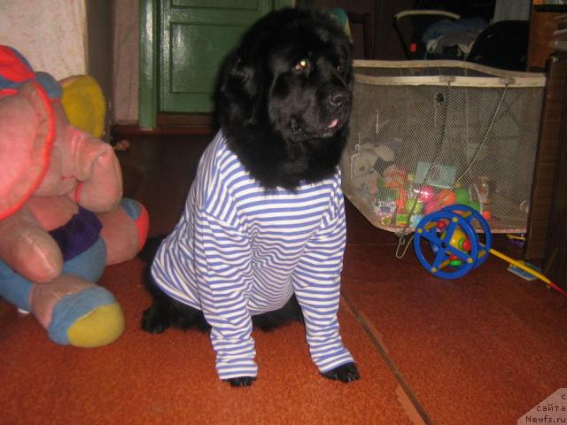 Фото: ньюфаундленд Арабелла Дочь Вивата