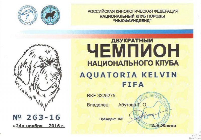 Фото: ньюфаундленд Акватория Келвин Фифа (Aquatoriya Kelvin Fifa)