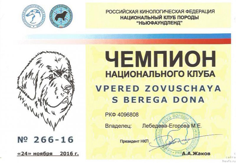 Фото: ньюфаундленд Вперед Зовущая с Берега Дона (Vpered Zovuschaya s Berega Dona)