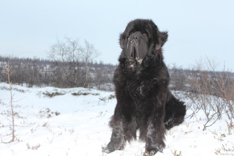 Фото: ньюфаундленд Бегущая по Волнам Зеро Коол