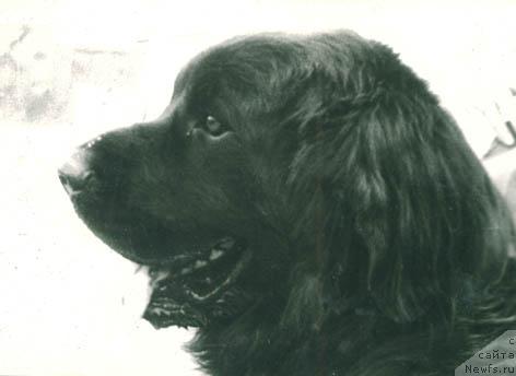 Фото: ньюфаундленд Мираж