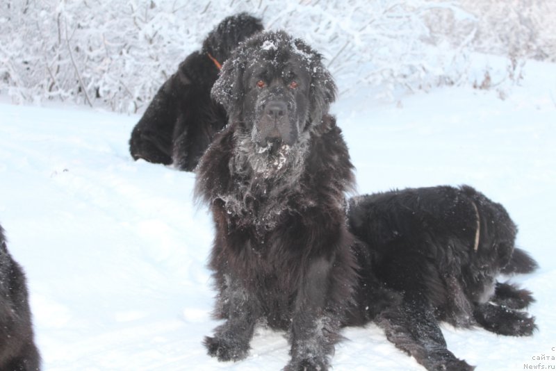 Фото: ньюфаундленд Глория Гранд Блек