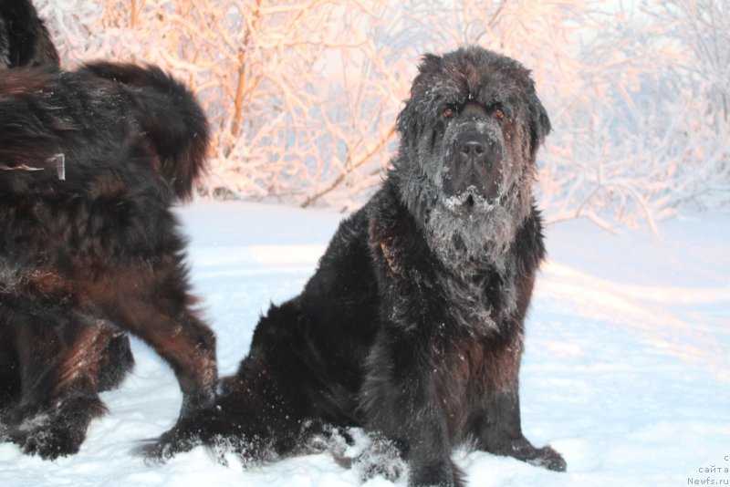 Фото: ньюфаундленд Анабелле Квин оф зэ Моунтайнс