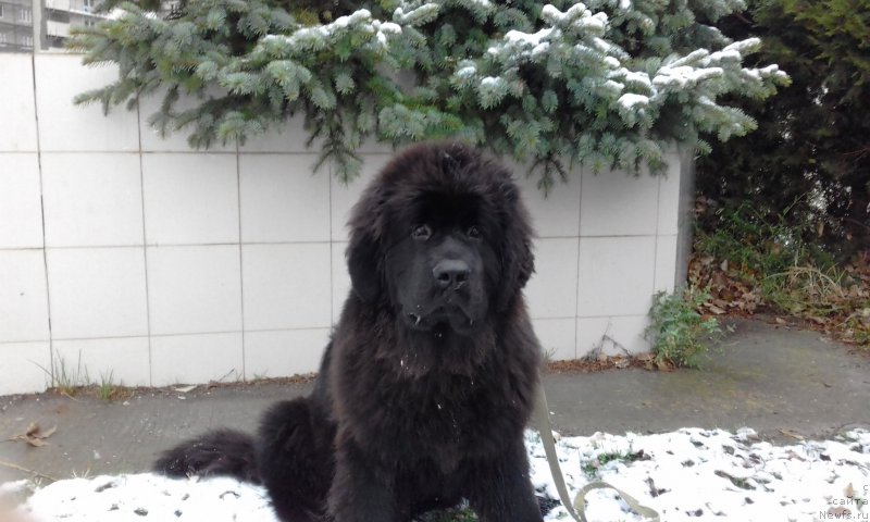 Фото: ньюфаундленд Акватория Келвин Злата