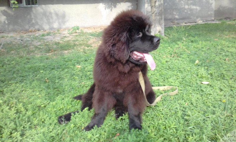 Фото: ньюфаундленд Акватория Келвин Злата