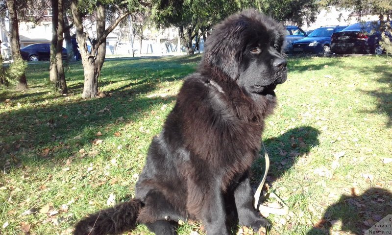 Фото: ньюфаундленд Акватория Келвин Злата