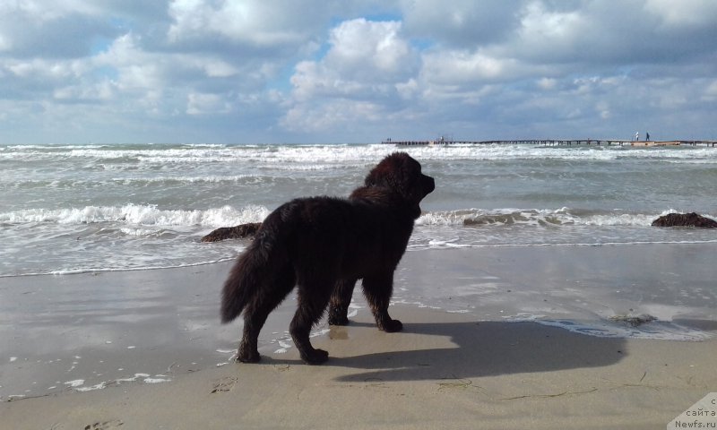 Фото: ньюфаундленд Акватория Келвин Злата