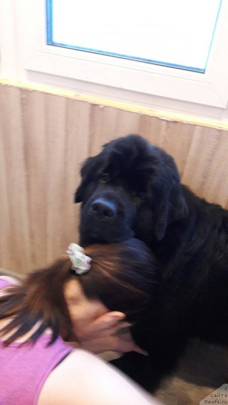 Фото: ньюфаундленд Белкондер-Клаб Ямайка Блю Маунтин (Belkonder-Club Jamaica Blue Mountin)