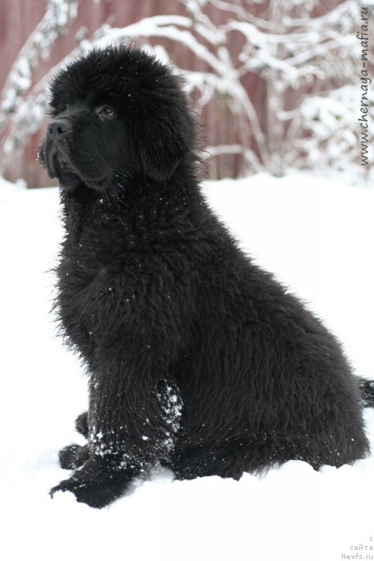 Фотография № 217420