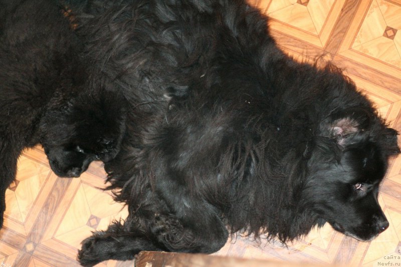 Фотография № 217421