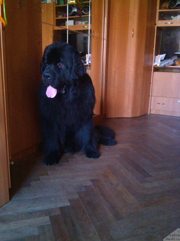 Фото: ньюфаундленд Белкондер-Клаб Ялунго Стронг