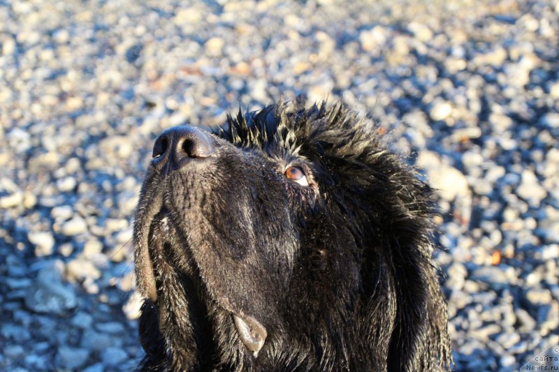 Фото: ньюфаундленд Акватория Келвин Ю Мэйк Май Дрим