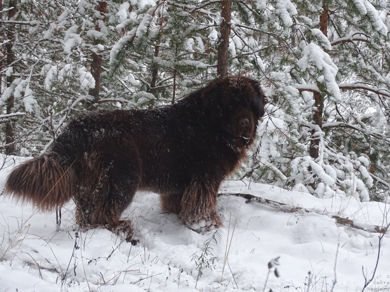 Фотография № 217436