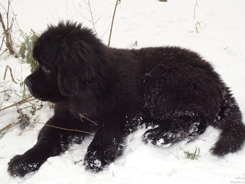 Фото: ньюфаундленд С'Нежная Вьюга Ван Гилс Классик (S'Nezhnaya Vjuga Van Gils Classik)