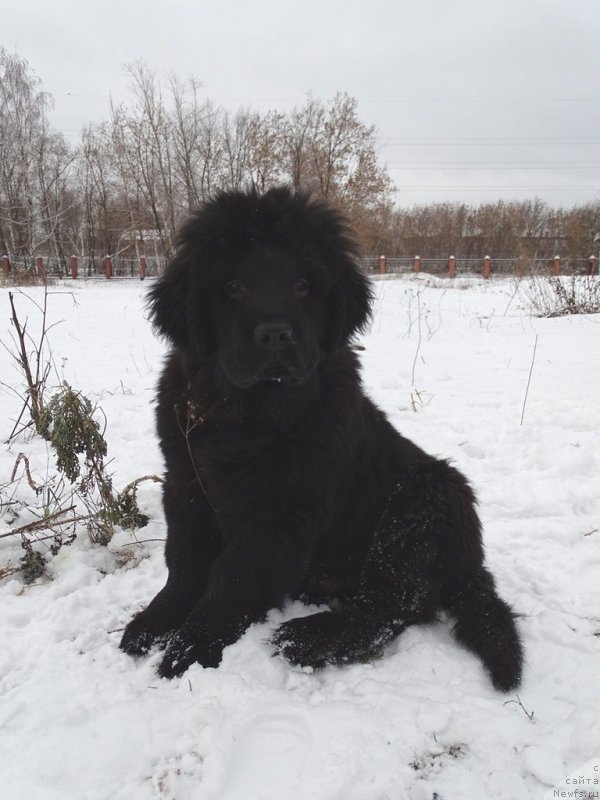 Фото: ньюфаундленд С'Нежная Вьюга Ван Гилс Классик (S'Nezhnaya Vjuga Van Gils Classik)
