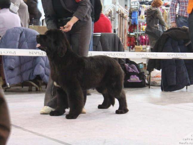 Фотография № 217442