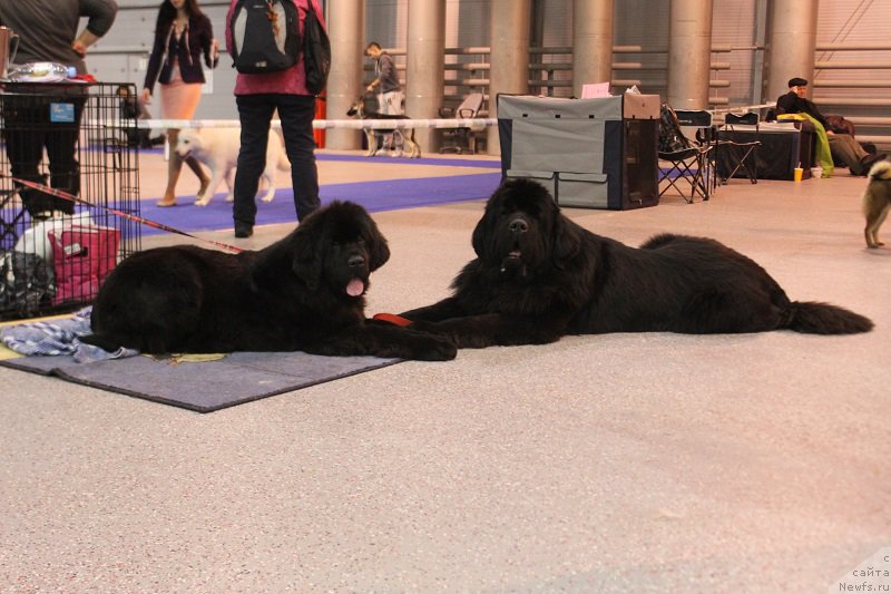 Фотография № 217449