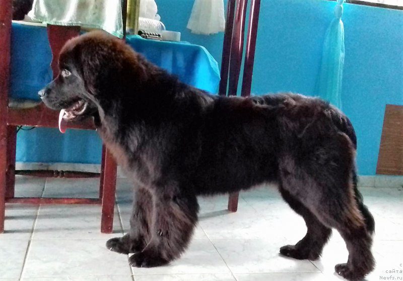 Фотография № 217459