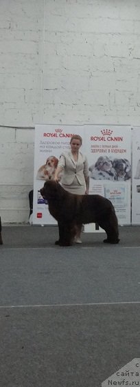 Фото: ньюфаундленд Фанньюф Авалон (Funnewf Avalon)