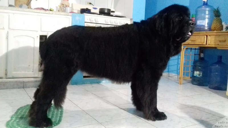 Фото: ньюфаундленд Питерньюф ИМХО (Piternyuf IMXO)