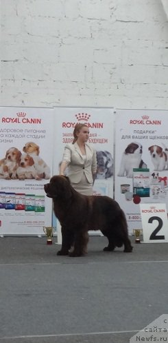 Фотография № 217462