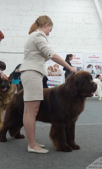 Фото: ньюфаундленд Фанньюф Авалон (Funnewf Avalon)