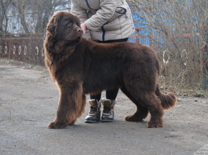 Фото: ньюфаундленд Faraon Cancrimo