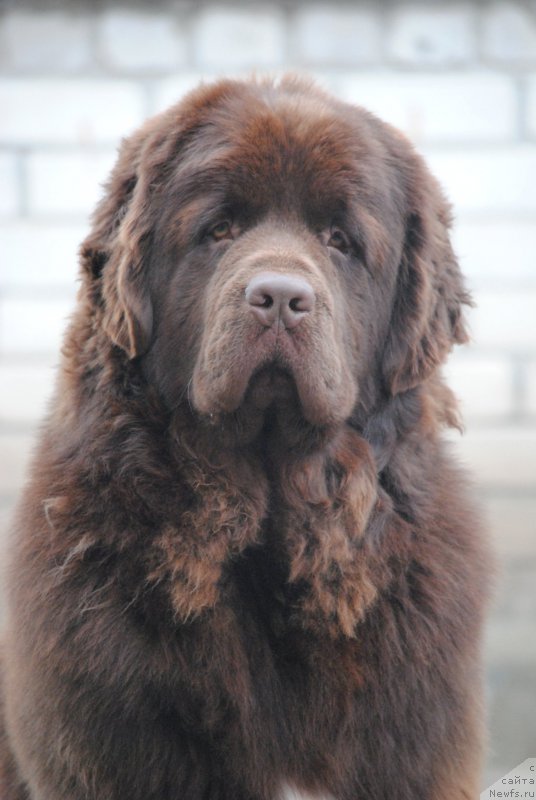 Фото: ньюфаундленд Faraon Cancrimo